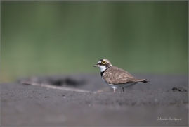 <p>KULÍK ŘÍČNÍ (Charadrius dubius) ---- /Little ringed plover - Flussregenpfeifer/</p>